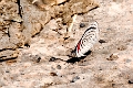 NYMPHALIDAE, Diaethria neglecta merida